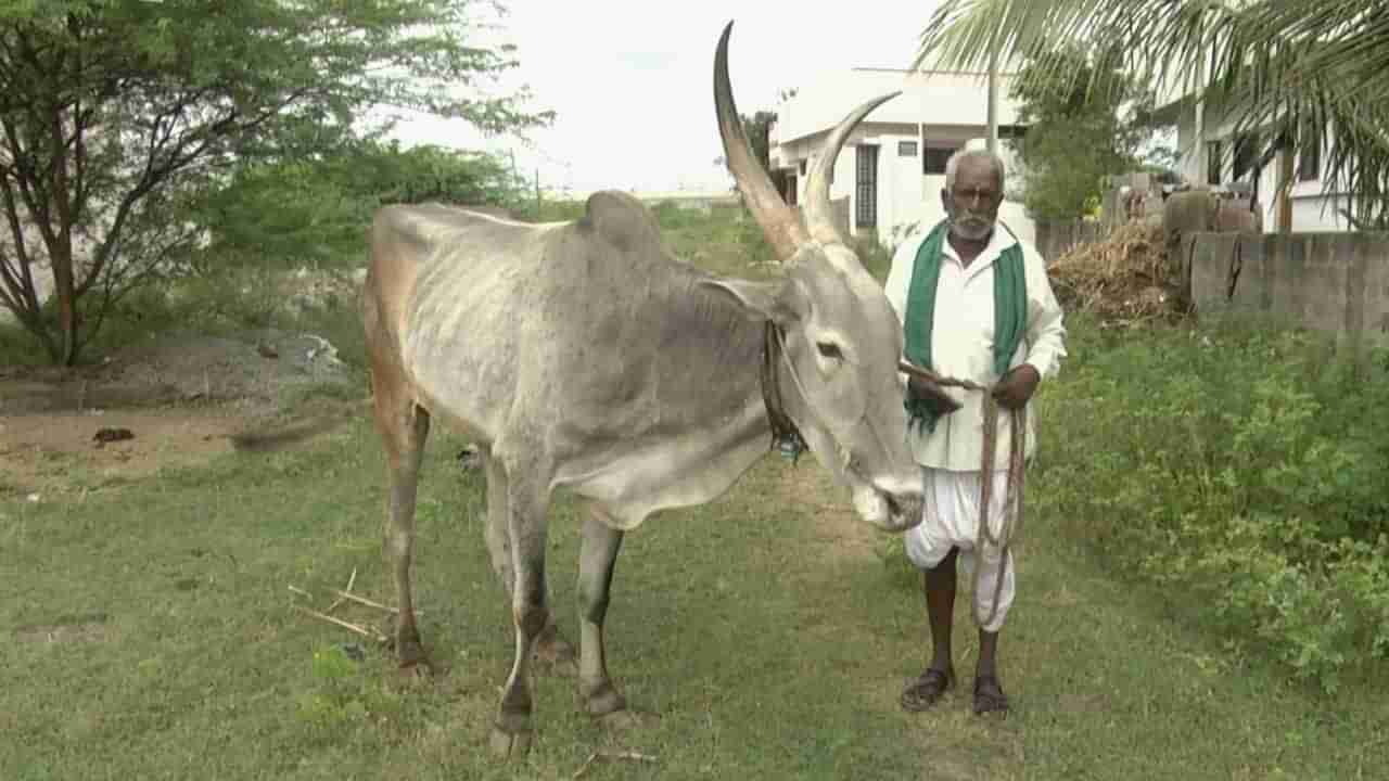 Gadag: ಗದಗ ಜಿಲ್ಲೆಯಲ್ಲಿ ಕಾಡುತ್ತಿದೆ ಪಶು ವೈದ್ಯರ ತೀವ್ರ ಕೊರತೆ, ವ್ಯಾಪಕವಾಗಿ ಹರಡುತಿದೆ ಮಾರಕ ಚರ್ಮಗಂಟು ರೋಗ, ಜಾನುವಾರಗಳು ವಿಲವಿಲ