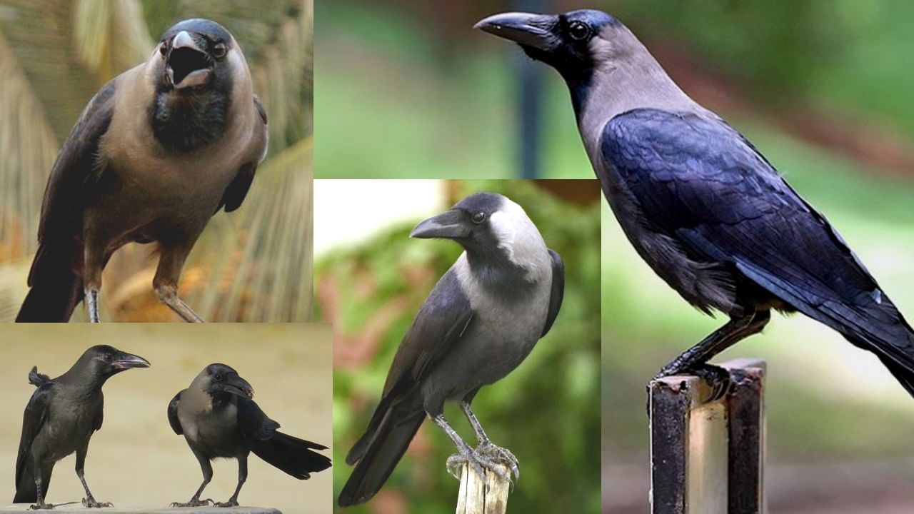 Crow -ಕಾಗೆ: ಎಲ್ಲರಿಗೂ ಗೊತ್ತು, ಆದರೆ ಬಹುತೇಕ ಯಾರಿಗೂ ತಿಳಿಯದ ಸ್ವಾರಸ್ಯಕರ ವಿಷಯಗಳು ಇಲ್ಲಿವೆ!