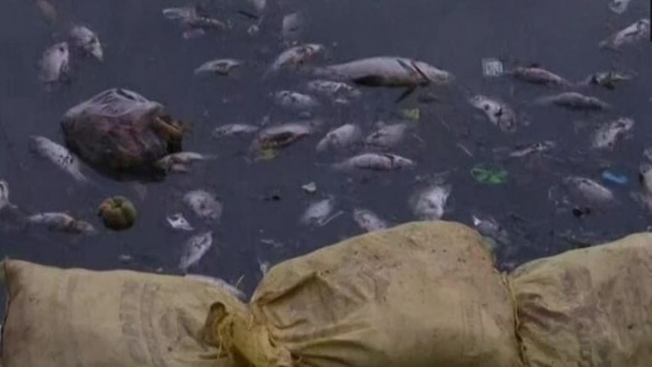 Haralur Lake: ಬೆಂಗಳೂರಿನ ಹರಳೂರು ಕೆರೆಗೆ ಹರಿಯುತ್ತಿದೆ ಕೊಳಚೆ ನೀರು, ಮೀನುಗಳ ಮಾರಣಹೋಮ Haralur Lake: ಬೆಂಗಳೂರಿನ ಹರಳೂರು ಕೆರೆಗೆ ಹರಿಯುತ್ತಿದೆ ಕೊಳಚೆ ನೀರು, ಮೀನುಗಳ ಮಾರಣಹೋಮ