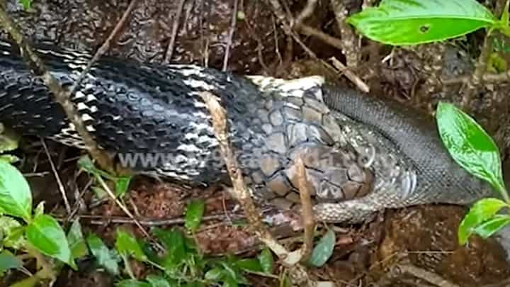 ಕಾಳಿಂಗ ಸರ್ಪದ ಗಾತ್ರವೇನೋ ದೊಡ್ಡದು, ಆದರೆ ಉಡ ನುಂಗಲು ಅದಕ್ಕೆ ಸಾಧ್ಯವಾಗಲಿಲ್ಲ! ಕಾಳಿಂಗ ಸರ್ಪದ ಗಾತ್ರವೇನೋ ದೊಡ್ಡದು, ಆದರೆ ಉಡ ನುಂಗಲು ಅದಕ್ಕೆ ಸಾಧ್ಯವಾಗಲಿಲ್ಲ!