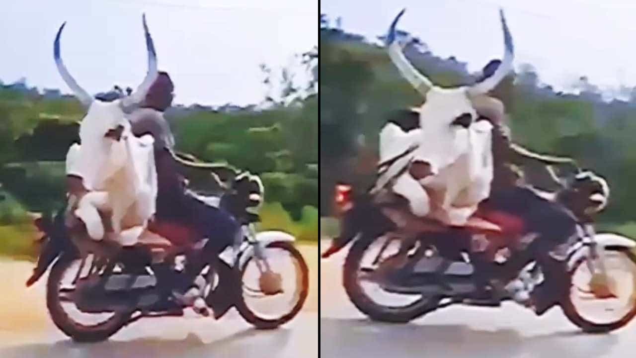 Viral Vedio: ಬೈಕ್ ಹಿಂಬದಿ ಸೀಟ್ಲ್ಲಿ ಕುಳಿತ ಎತ್ತು: ಬೈಕ್ ಸವಾರನ ಈ ಸಾಹಸಕ್ಕೆ ದಂಗಾದ ನೆಟ್ಟಿಗರು Viral Vedio: ಬೈಕ್ ಹಿಂಬದಿ ಸೀಟ್ಲ್ಲಿ ಕುಳಿತ ಎತ್ತು: ಬೈಕ್ ಸವಾರನ ಈ ಸಾಹಸಕ್ಕೆ ದಂಗಾದ ನೆಟ್ಟಿಗರು