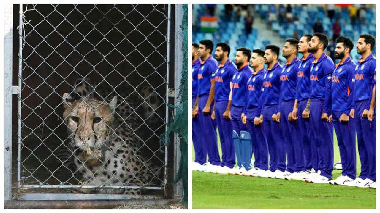T20 World Cup: 8 ಚೀತಾಗಳು ಬಂದ ದೇಶದೆದುರು ವಿಶ್ವಕಪ್ ಪಂದ್ಯವನ್ನಾಡಲಿದೆ ಟೀಂ ಇಂಡಿಯಾ T20 World Cup: 8 ಚೀತಾಗಳು ಬಂದ ದೇಶದೆದುರು ವಿಶ್ವಕಪ್ ಪಂದ್ಯವನ್ನಾಡಲಿದೆ ಟೀಂ ಇಂಡಿಯಾ