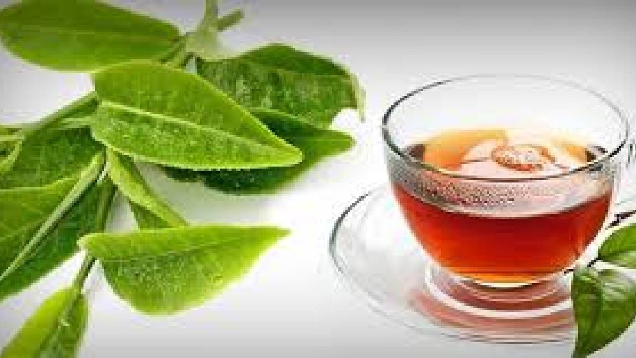 Guava Leaf Tea: ಪೇರಳೆ ಎಲೆಗಳ ಚಹಾದ ಪ್ರಯೋಜನಗಳು ನಿಮಗೆ ತಿಳಿದರೆ ನಿತ್ಯ ಅದನ್ನೇ ಕುಡಿಯುತ್ತೀರಿ Guava Leaf Tea: ಪೇರಳೆ ಎಲೆಗಳ ಚಹಾದ ಪ್ರಯೋಜನಗಳು ನಿಮಗೆ ತಿಳಿದರೆ ನಿತ್ಯ ಅದನ್ನೇ ಕುಡಿಯುತ್ತೀರಿ
