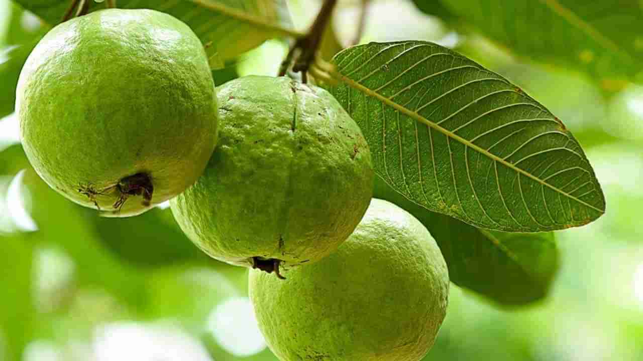 Guava Side Effects: ಪೇರಳೆ ಹಣ್ಣು ಆರೋಗ್ಯವನ್ನು ಕಾಪಾಡುತ್ತೆ ನಿಜ, ಆದರೆ ಈ ಸಮಸ್ಯೆಗಳಿರುವವರು ದೂರವಿರಿ