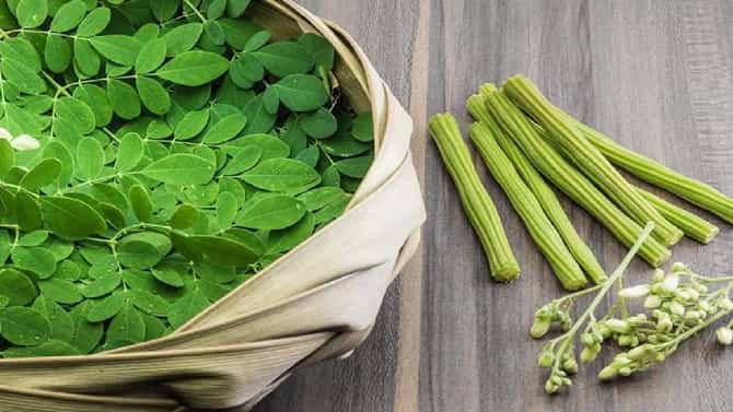 Drumstick Benefits: ನೀವು ಸದಾ ಯಂಗ್ ಆಗಿರಲು ಸಹಾಯ ಮಾಡುತ್ತೆ ನುಗ್ಗೆಕಾಯಿ, ಇತರೆ ಪ್ರಯೋಜನಗಳು ಇಲ್ಲಿವೆ