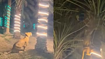 Viral Video: ಸಿಂಹ ಬಂತೆಂದು ಸಣ್ಣ ಮರಕ್ಕೆ ಹತ್ತಿದ ಭೂಪ; RIP ಎಂದ ನೆಟ್ಟಿಗರು