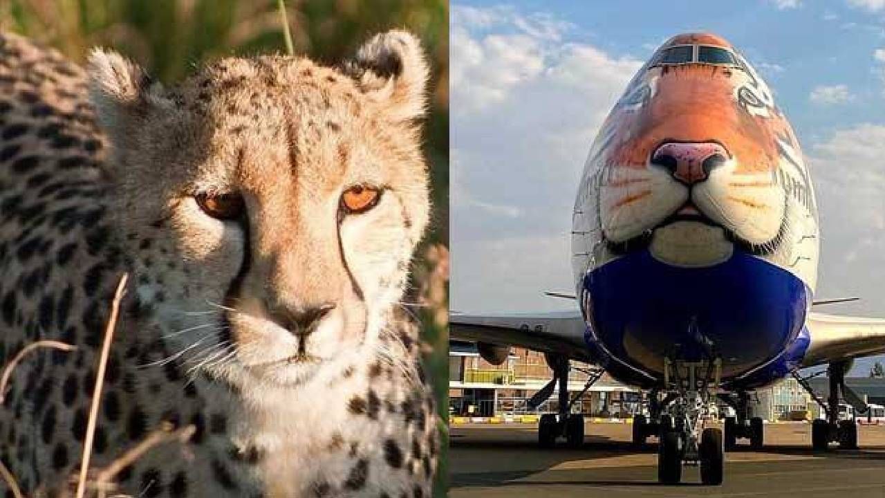 Cheetah: ನಮೀಬಿಯಾದಿಂದ ಚಿರತೆಗಳನ್ನು ಬರಮಾಡಿಕೊಳ್ಳಲು ಭಾರತ ಸಜ್ಜು Cheetah: ನಮೀಬಿಯಾದಿಂದ ಚಿರತೆಗಳನ್ನು ಬರಮಾಡಿಕೊಳ್ಳಲು ಭಾರತ ಸಜ್ಜು