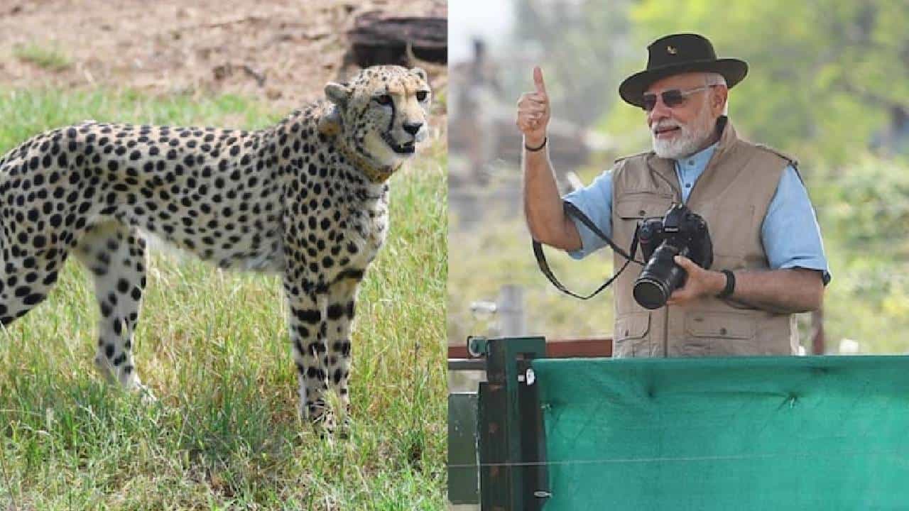 Cheetah: ಚೀತಾಗಳು ಮತ್ತೆ ಭಾರತದ ನೆಲಕ್ಕೆ ಬಂದಿವೆ, 1952ರಲ್ಲಿ ಕಳಚಿದ್ದ ಕೊಂಡಿ ಈಗ ಬೆಸೆದಿದೆ: ಮೋದಿ Cheetah: ಚೀತಾಗಳು ಮತ್ತೆ ಭಾರತದ ನೆಲಕ್ಕೆ ಬಂದಿವೆ, 1952ರಲ್ಲಿ ಕಳಚಿದ್ದ ಕೊಂಡಿ ಈಗ ಬೆಸೆದಿದೆ: ಮೋದಿ