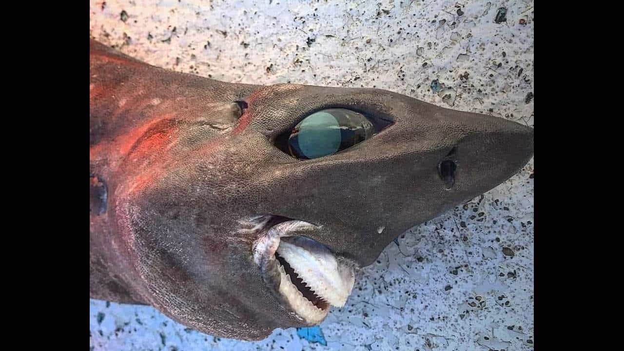 Bizarre Shark: ಅಬ್ಬಾ! ಭಯಂಕರ ರೂಪದ ಈ ಶಾರ್ಕ್ ನೋಡುವಾಗ ಭಯ ಹುಟ್ಟುತ್ತೆ Bizarre Shark: ಅಬ್ಬಾ! ಭಯಂಕರ ರೂಪದ ಈ ಶಾರ್ಕ್ ನೋಡುವಾಗ ಭಯ ಹುಟ್ಟುತ್ತೆ
