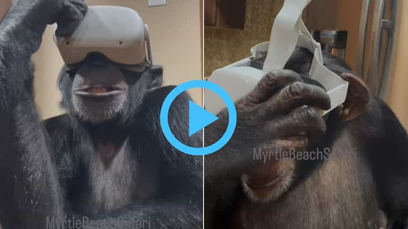 Viral Video: ವಿಆರ್ ಹೆಡ್ಸೆಟ್ ಹಾಕಿಕೊಂಡು ಫಿಲ್ಮ್ ನೋಡಿದ ಚಿಂಪಾಂಜಿಗಳು! ನಗು ತರಿಸುವ ವಿಡಿಯೋ ಇಲ್ಲಿದೆ