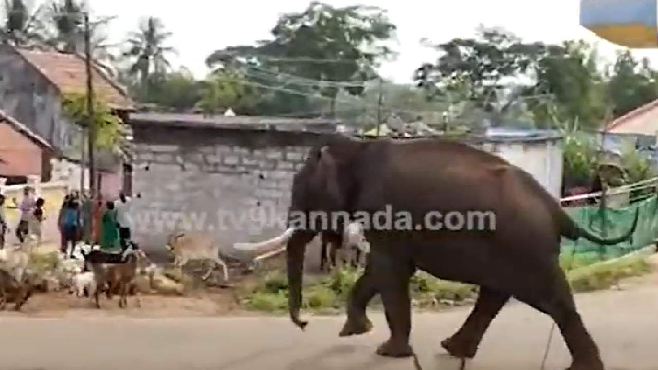 Video: ಬೂದನೂರು ಗ್ರಾಮಕ್ಕೆ ಆನೆ ಬಂತೊಂದಾನೆ, ಹಿಮ್ಮೆಟ್ಟಿಸಲು ಅರಣ್ಯಾಧಿಕಾರಿಗಳ ಹರಸಾಹಸ