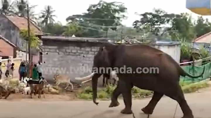 Video: ಬೂದನೂರು ಗ್ರಾಮಕ್ಕೆ ಆನೆ ಬಂತೊಂದಾನೆ, ಹಿಮ್ಮೆಟ್ಟಿಸಲು ಅರಣ್ಯಾಧಿಕಾರಿಗಳ ಹರಸಾಹಸ Video: ಬೂದನೂರು ಗ್ರಾಮಕ್ಕೆ ಆನೆ ಬಂತೊಂದಾನೆ, ಹಿಮ್ಮೆಟ್ಟಿಸಲು ಅರಣ್ಯಾಧಿಕಾರಿಗಳ ಹರಸಾಹಸ