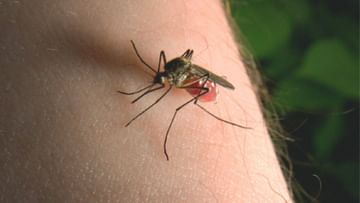 Mosquito Bites: ಯಾರಿಗೆ ಸೊಳ್ಳೆ ಹೆಚ್ಚಾಗಿ ಕಚ್ಚುತ್ತೆ ಗೊತ್ತಾ?