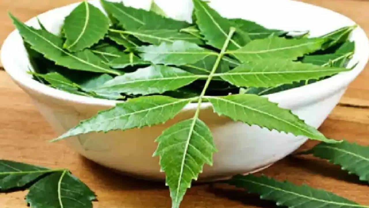 Neem Side Effects: ಯಾವ ಪ್ರಮಾಣದಲ್ಲಿ ಬೇವು ಸೇವಿಸಿದರೆ ಒಳಿತು, ಅತಿಯಾದರೆ ಆಗುವ ಅಡ್ಡಪರಿಣಾಮಗಳೇನು? Neem Side Effects: ಯಾವ ಪ್ರಮಾಣದಲ್ಲಿ ಬೇವು ಸೇವಿಸಿದರೆ ಒಳಿತು, ಅತಿಯಾದರೆ ಆಗುವ ಅಡ್ಡಪರಿಣಾಮಗಳೇನು?