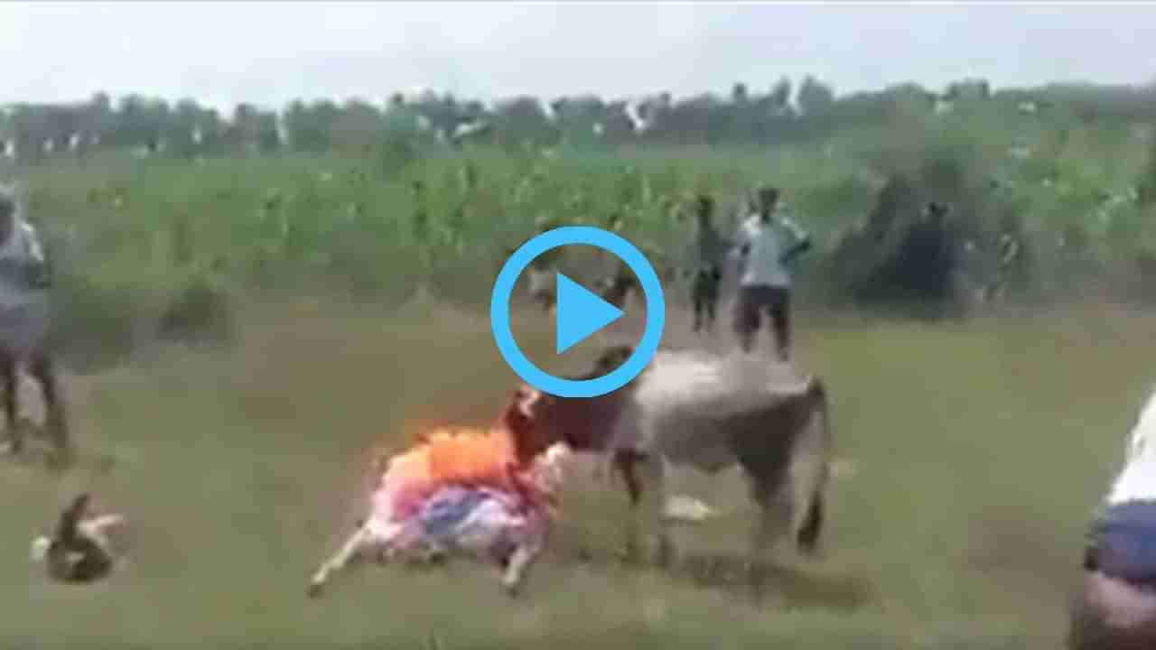 Viral Video: ಮೃತ ಮಾಲೀಕನ ಮುಖ ಕೊನೆಯದಾಗಿ ನೋಡಲು ಓಡೋಡಿ ಬಂದು ಕಣ್ಣೀರಿಟ್ಟ ಕರು