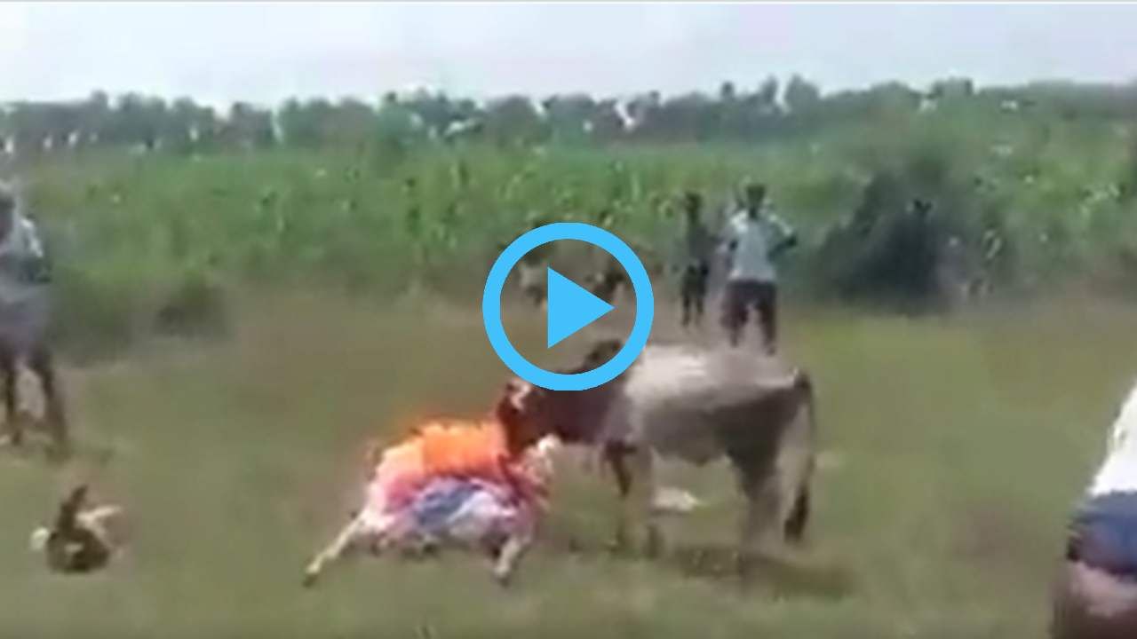 Viral Video: ಮೃತ ಮಾಲೀಕನ ಮುಖ ಕೊನೆಯದಾಗಿ ನೋಡಲು ಓಡೋಡಿ ಬಂದು ಕಣ್ಣೀರಿಟ್ಟ ಕರು