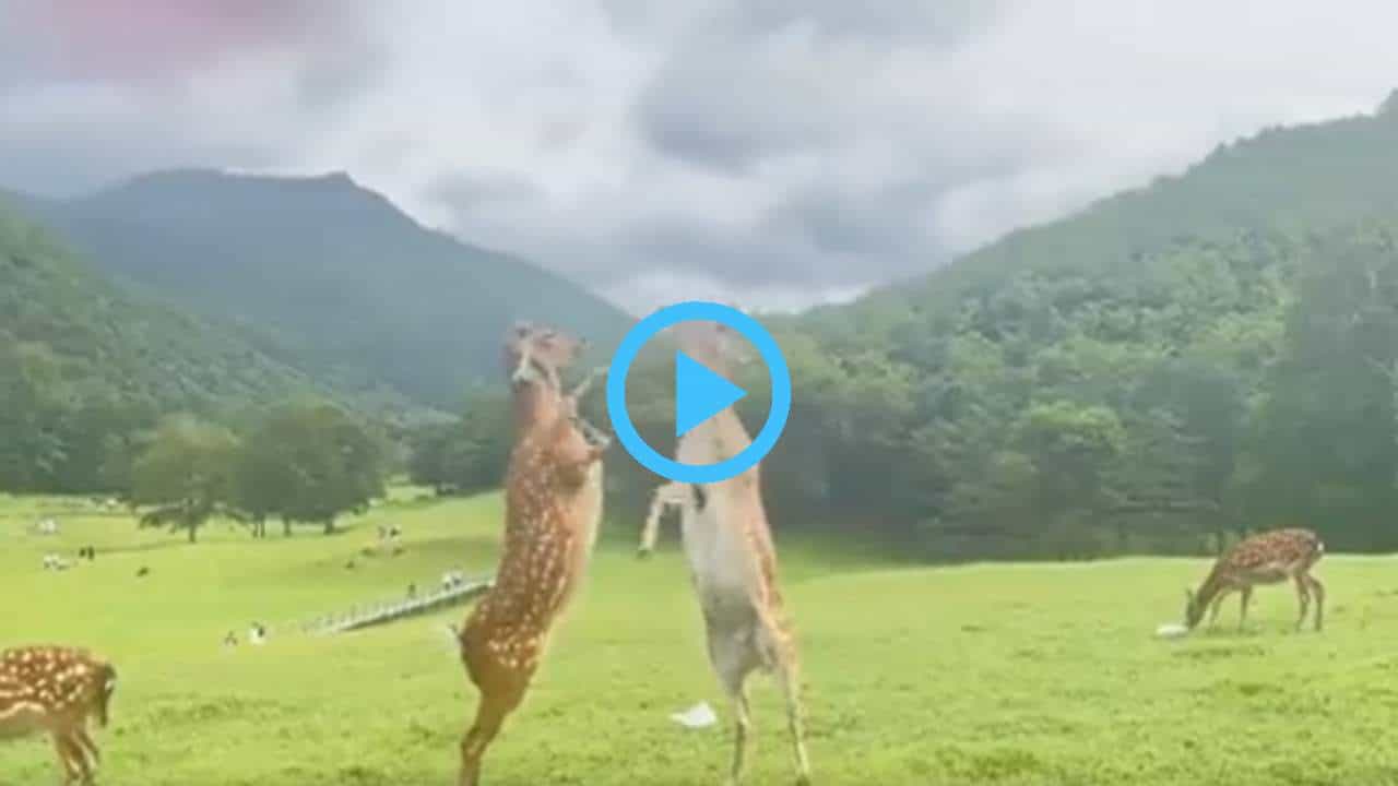 Viral Video: ನಾನಾ ನೀನಾ ನೋಡೇ ಬಿಡೋಣ; ಪರಸ್ಪರ ಗುದ್ದಾಡಿಕೊಂಡ ಜಿಂಕೆಗಳು Viral Video: ನಾನಾ ನೀನಾ ನೋಡೇ ಬಿಡೋಣ; ಪರಸ್ಪರ ಗುದ್ದಾಡಿಕೊಂಡ ಜಿಂಕೆಗಳು
