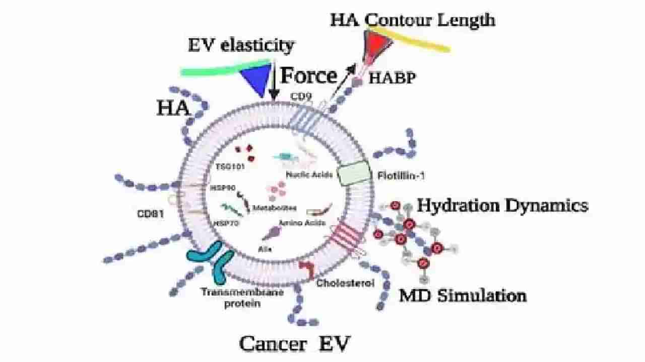 Cancer Detection: ದೇಹದ ದ್ರವಗಳಲ್ಲಿರುವ ಸಕ್ಕರೆ ಲೇಪಿತ ಚೀಲದಿಂದ ಕ್ಯಾನ್ಸರ್ ಪತ್ತೆಹಚ್ಚಬಹುದು