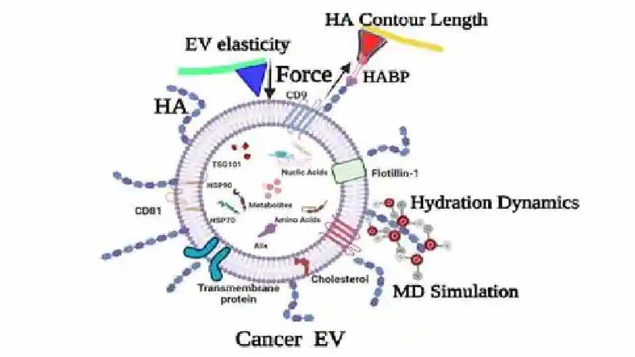 Cancer Detection: ದೇಹದ ದ್ರವಗಳಲ್ಲಿರುವ ಸಕ್ಕರೆ ಲೇಪಿತ ಚೀಲದಿಂದ ಕ್ಯಾನ್ಸರ್ ಪತ್ತೆಹಚ್ಚಬಹುದು Cancer Detection: ದೇಹದ ದ್ರವಗಳಲ್ಲಿರುವ ಸಕ್ಕರೆ ಲೇಪಿತ ಚೀಲದಿಂದ ಕ್ಯಾನ್ಸರ್ ಪತ್ತೆಹಚ್ಚಬಹುದು