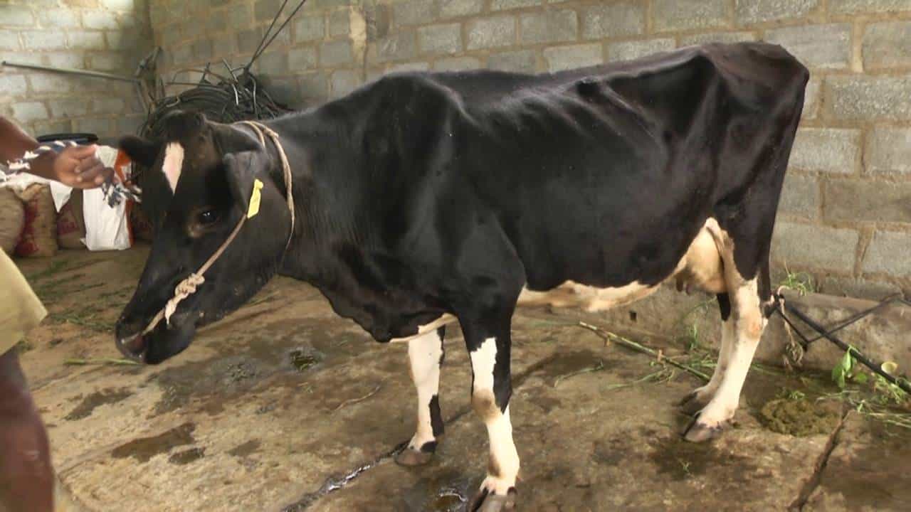 Lumpy Skin Disease: ಕೋಲಾರದಲ್ಲಿ ಹಸುಗಳಿಗೆ ಚರ್ಮಗಂಟು ರೋಗ, ಆತಂಕದಲ್ಲಿ ಹೈನೋಧ್ಯಮ Lumpy Skin Disease: ಕೋಲಾರದಲ್ಲಿ ಹಸುಗಳಿಗೆ ಚರ್ಮಗಂಟು ರೋಗ, ಆತಂಕದಲ್ಲಿ ಹೈನೋಧ್ಯಮ