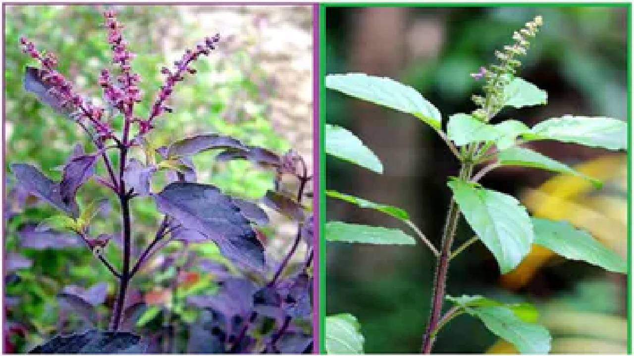 Tulsi Benefits: ರಾಮ ತುಳಸಿ ಅಥವಾ ಕೃಷ್ಣ ತುಳಸಿ ಯಾವುದು ಉತ್ತಮ? ಆಯುರ್ವೇದ ಹೇಳುವುದೇನು? Tulsi Benefits: ರಾಮ ತುಳಸಿ ಅಥವಾ ಕೃಷ್ಣ ತುಳಸಿ ಯಾವುದು ಉತ್ತಮ? ಆಯುರ್ವೇದ ಹೇಳುವುದೇನು?
