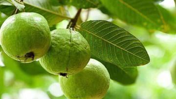 Guava Leaves: ಪೇರಳೆ ಎಲೆಗಳಿಂದ ನಿಜವಾಗಿಯೂ ತೂಕ ಕಳೆದುಕೊಳ್ಳಬಹುದೇ? ಇಲ್ಲಿದೆ ಮಾಹಿತಿ