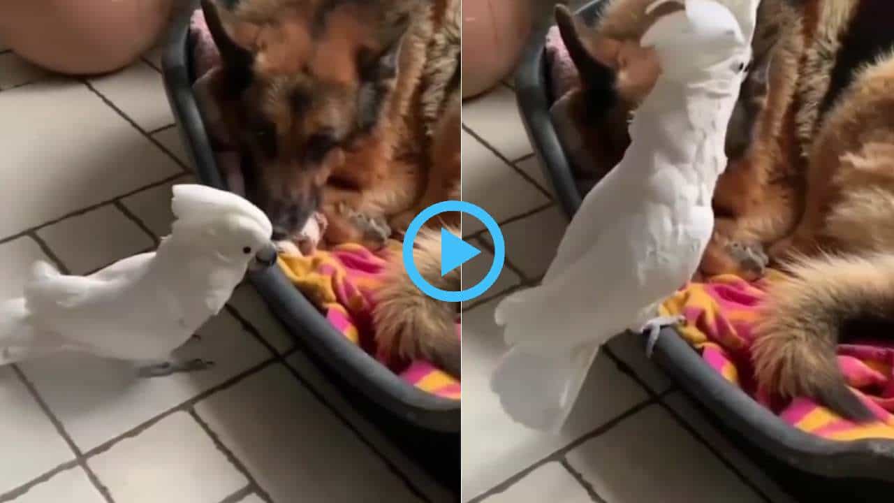 Viral Video: ನಿದ್ರಿಸುತ್ತಿದ್ದ ನಾಯಿಯನ್ನು ಎಬ್ಬಿಸಲು ಬೌಬೌ ಎಂದ ಸ್ಮಾರ್ಟ್ ಗಿಳಿ; ಮಿಮಿಕ್ರಿಗೆ ನೆಟ್ಟಿಗರು ಫಿದಾ Viral Video: ನಿದ್ರಿಸುತ್ತಿದ್ದ ನಾಯಿಯನ್ನು ಎಬ್ಬಿಸಲು ಬೌಬೌ ಎಂದ ಸ್ಮಾರ್ಟ್ ಗಿಳಿ; ಮಿಮಿಕ್ರಿಗೆ ನೆಟ್ಟಿಗರು ಫಿದಾ