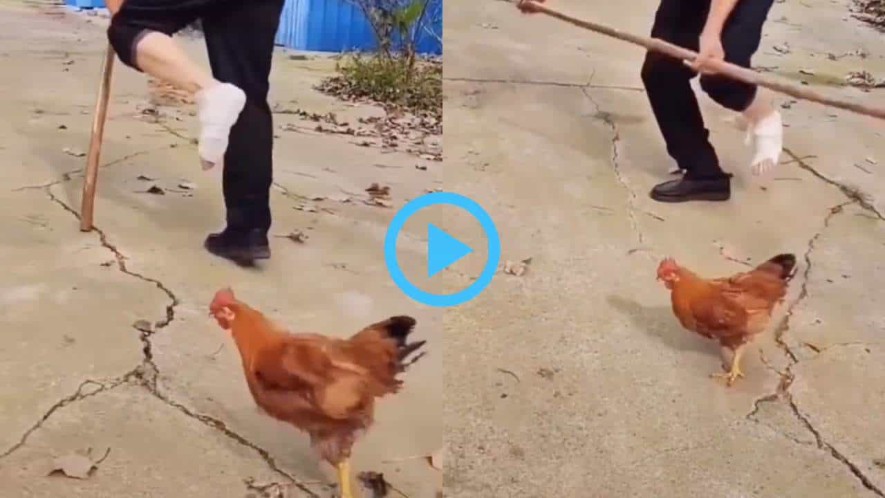 Viral Video: ಕುಂಟುತ್ತಾ ನಡೆಯುತ್ತಿದ್ದ ವ್ಯಕ್ತಿಯನ್ನು ಗೇಲಿ ಮಾಡಿದ ಬುದ್ಧಿವಂತ ಕೋಳಿ Viral Video: ಕುಂಟುತ್ತಾ ನಡೆಯುತ್ತಿದ್ದ ವ್ಯಕ್ತಿಯನ್ನು ಗೇಲಿ ಮಾಡಿದ ಬುದ್ಧಿವಂತ ಕೋಳಿ