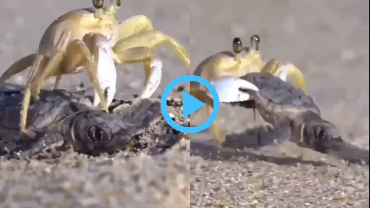 Viral Video: ಭರ್ಜರಿ ಬೇಟೆಯಾಡಿದ ಏಡಿ; ಅಪರೂಪದ ವಿಡಿಯೋ ನೋಡಿ ಅಚ್ಚರಿಗೊಂಡ ನೆಟ್ಟಿಗರು Viral Video: ಭರ್ಜರಿ ಬೇಟೆಯಾಡಿದ ಏಡಿ; ಅಪರೂಪದ ವಿಡಿಯೋ ನೋಡಿ ಅಚ್ಚರಿಗೊಂಡ ನೆಟ್ಟಿಗರು
