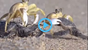 Viral Video: ಭರ್ಜರಿ ಬೇಟೆಯಾಡಿದ ಏಡಿ; ಅಪರೂಪದ ವಿಡಿಯೋ ನೋಡಿ ಅಚ್ಚರಿಗೊಂಡ ನೆಟ್ಟಿಗರು