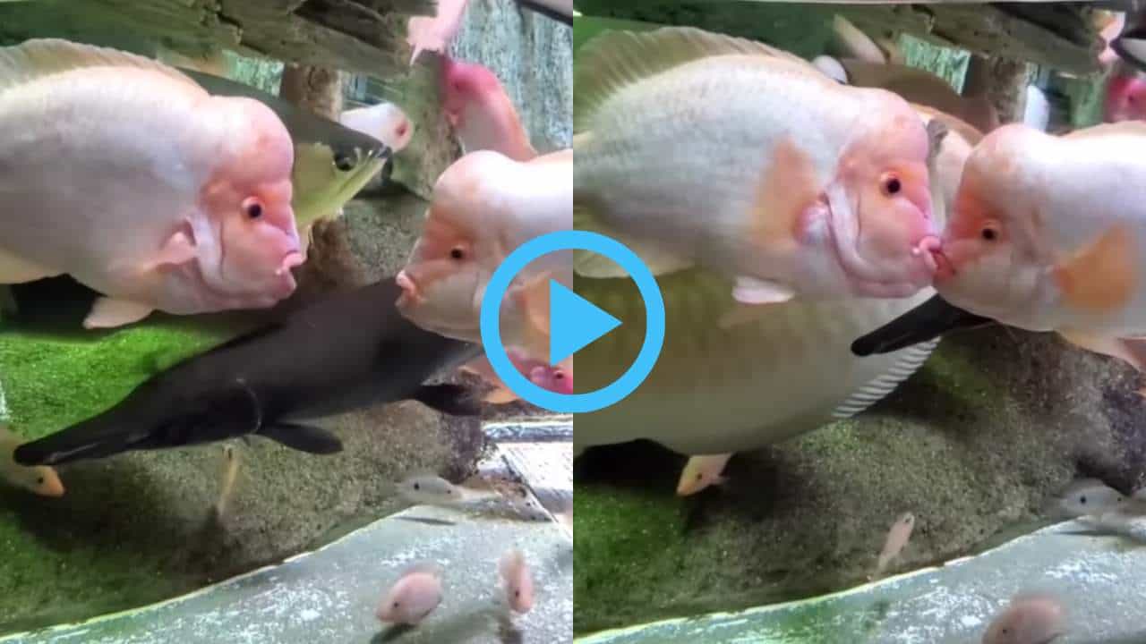 Viral Video: ಪ್ರಿತಿಯಲ್ಲಿ ಮುಳುಗಿದ ಮೀನುಗಳ ಪ್ರಣಯದಾಟ; ಚುಂಬನದ ವಿಡಿಯೋ ವೈರಲ್ Viral Video: ಪ್ರಿತಿಯಲ್ಲಿ ಮುಳುಗಿದ ಮೀನುಗಳ ಪ್ರಣಯದಾಟ; ಚುಂಬನದ ವಿಡಿಯೋ ವೈರಲ್