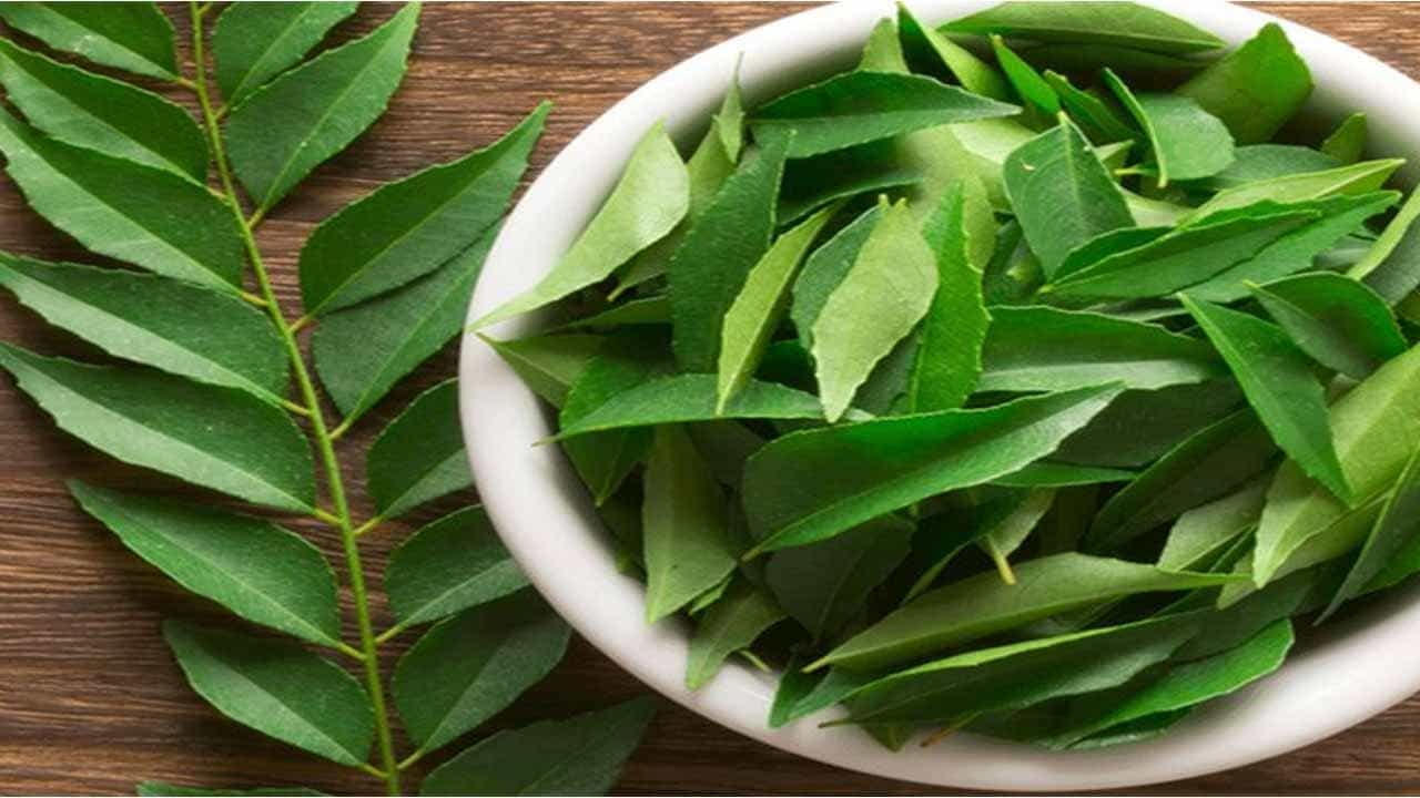 Curry Leaves Benefits: ಮಧುಮೇಹದಿಂದ ರಕ್ತದೊತ್ತಡ ನಿವಾರಣೆವರೆಗೆ ಕರಿಬೇವಿನ ಅದ್ಭುತ ಪ್ರಯೋಜನಗಳು ಇಲ್ಲಿವೆ Curry Leaves Benefits: ಮಧುಮೇಹದಿಂದ ರಕ್ತದೊತ್ತಡ ನಿವಾರಣೆವರೆಗೆ ಕರಿಬೇವಿನ ಅದ್ಭುತ ಪ್ರಯೋಜನಗಳು ಇಲ್ಲಿವೆ