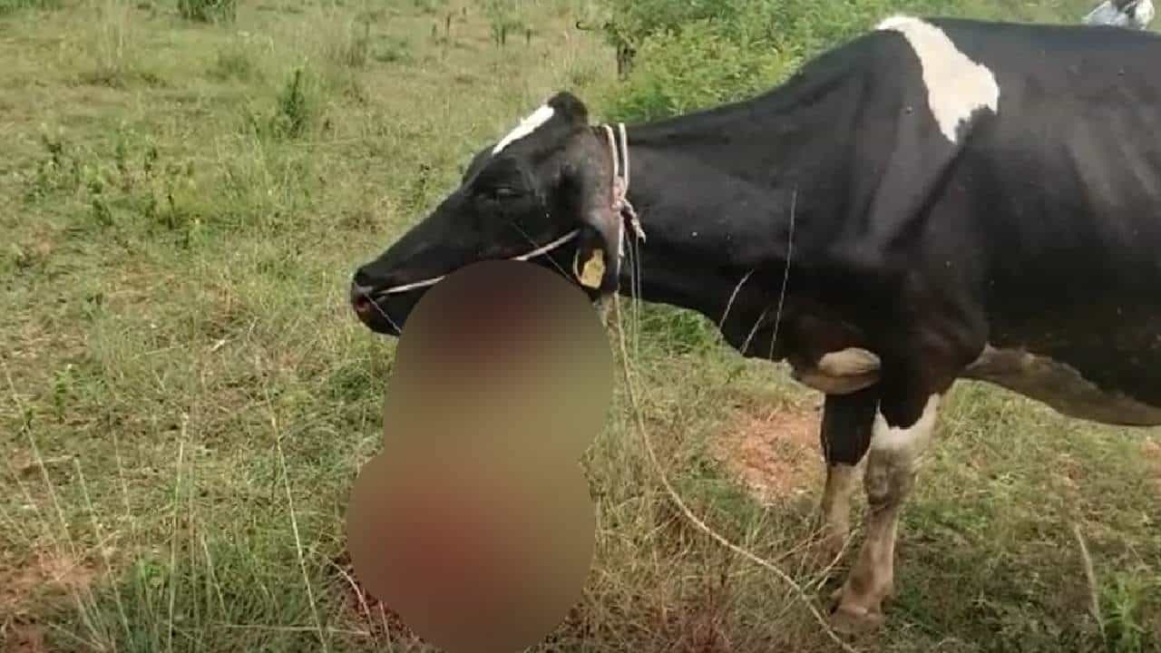 ಸಿಡಿಮದ್ದು ಸಿಡಿದು ಗಂಭೀರವಾಗಿ ಗಾಯಗೊಂಡ ಹಸು ಸಿಡಿಮದ್ದು ಸಿಡಿದು ಗಂಭೀರವಾಗಿ ಗಾಯಗೊಂಡ ಹಸು