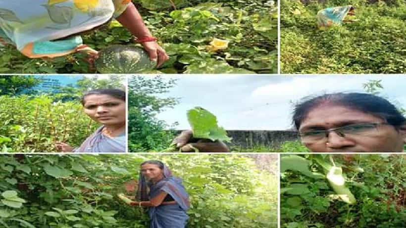 4.37 ಲಕ್ಷ ಅಂಗನವಾಡಿಗಳಲ್ಲಿ ಪೋಷಣ್ ತೋಟ ನಿರ್ಮಾಣ: 6 ರಾಜ್ಯಗಳ ಆಯ್ದ ಜಿಲ್ಲೆಗಳಲ್ಲಿ1.10 ಲಕ್ಷ ಔಷಧ ಸಸ್ಯಗಳನ್ನು ನೆಡಲು ಕ್ರಮ
