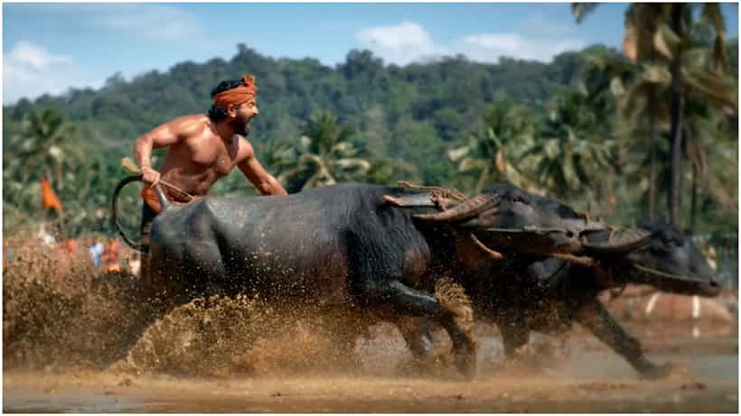 Kantara: ರಿಷಬ್ ಶೆಟ್ಟಿ ಕಂಬಳದ ಕೋಣ ಓಡಿಸುವುದು ಕಲಿತಿದ್ದು ಹೇಗೆ? ಇಲ್ಲಿದೆ ಮೇಕಿಂಗ್ ವಿಡಿಯೋ
