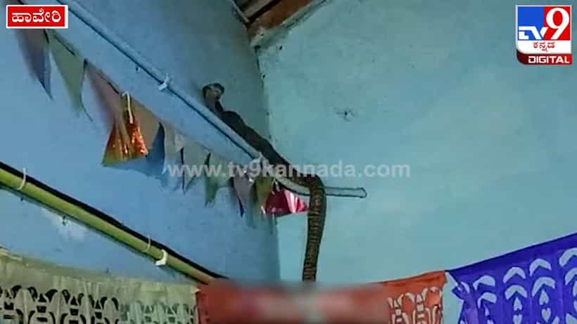 ಹಾವೇರಿ: ಸರ್ಕಾರಿ ಶಾಲೆಯ ಸ್ಮಾರ್ಟ್ ಕ್ಲಾಸ್ನಲ್ಲಿ ನಾಗರ ಹಾವು ಪ್ರತ್ಯಕ್ಷ