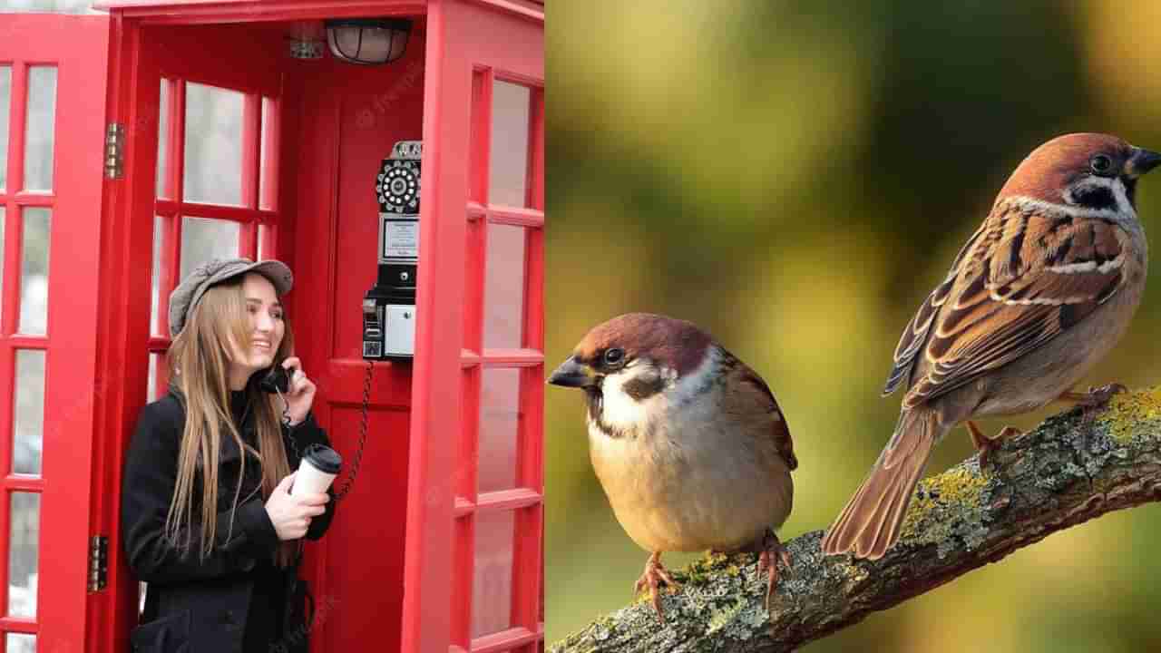 Phone Booth : ಟೆಲಿಫೋನ್‌ ಬೂತ್‌ ಬಗ್ಗೆ ನಿಮಗೆ ಗೊತ್ತಾ..? ಪಕ್ಷಿ ಸಂಕುಲ ನಾಶಕ್ಕೆ ಕಾರಣವಾಗಿದೆ ಆಧುನಿಕ ತಂತ್ರಜ್ಞಾನ