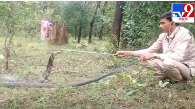 King Cobra: ಅಬ್ಬಾ ಬೃಹತ್ ಗಾತ್ರದ ಕಾಳಿಂಗ ಸರ್ಪ ಇಲ್ಲಿದೆ ನೋಡಿ! King Cobra: ಅಬ್ಬಾ ಬೃಹತ್ ಗಾತ್ರದ ಕಾಳಿಂಗ ಸರ್ಪ ಇಲ್ಲಿದೆ ನೋಡಿ!