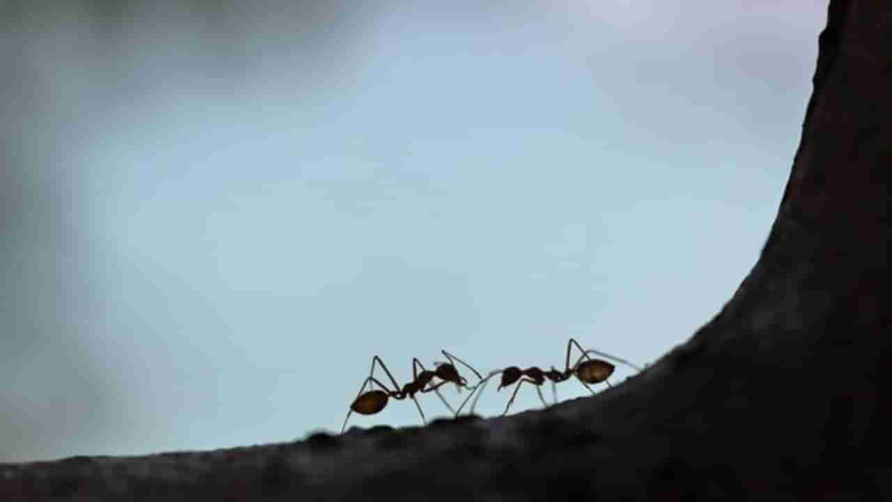 Ants: 20,000,000,000,000,000 ಇರುವೆಗಳು ಭೂಮಿಯ ಮೇಲಿವೆ, ಇವುಗಳ ತೂಕ ಎಷ್ಟಿದೆ ಗೊತ್ತೇ?