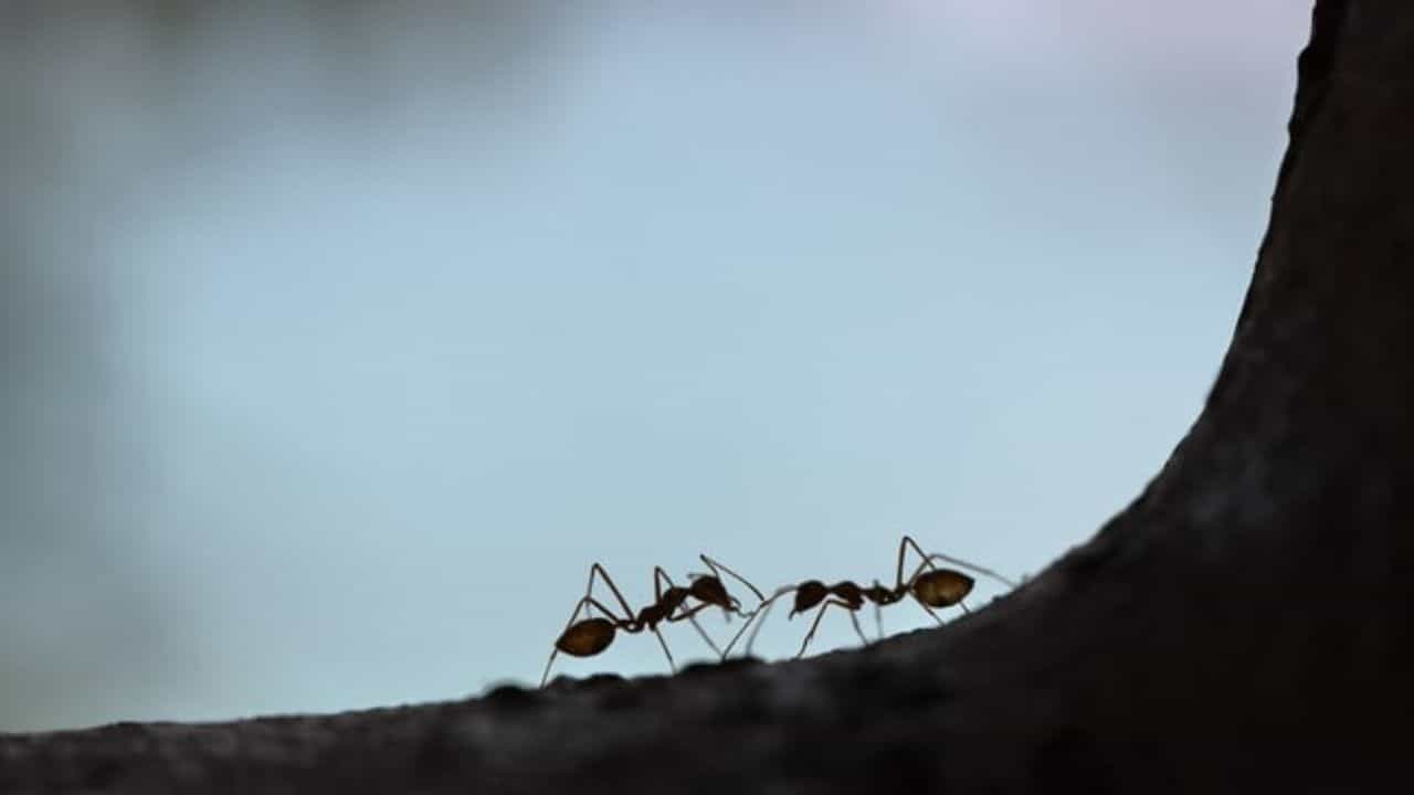 Ants: 20,000,000,000,000,000 ಇರುವೆಗಳು ಭೂಮಿಯ ಮೇಲಿವೆ, ಇವುಗಳ ತೂಕ ಎಷ್ಟಿದೆ ಗೊತ್ತೇ? Ants: 20,000,000,000,000,000 ಇರುವೆಗಳು ಭೂಮಿಯ ಮೇಲಿವೆ, ಇವುಗಳ ತೂಕ ಎಷ್ಟಿದೆ ಗೊತ್ತೇ?