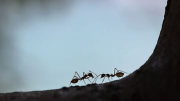 Ants: 20,000,000,000,000,000 ಇರುವೆಗಳು ಭೂಮಿಯ ಮೇಲಿವೆ, ಇವುಗಳ ತೂಕ ಎಷ್ಟಿದೆ ಗೊತ್ತೇ?
