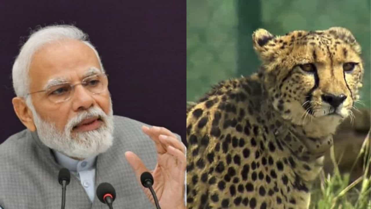 cheetahs: ನಮೀಬಿಯಾದಿಂದ ಬಂದಿರುವ ಚೀತಾಗಳನ್ನು ಜನರು ಯಾವಾಗ ನೋಡಬಹುದು? ಮೋದಿ ಹೇಳಿದ್ದೇನು? cheetahs: ನಮೀಬಿಯಾದಿಂದ ಬಂದಿರುವ ಚೀತಾಗಳನ್ನು ಜನರು ಯಾವಾಗ ನೋಡಬಹುದು? ಮೋದಿ ಹೇಳಿದ್ದೇನು?