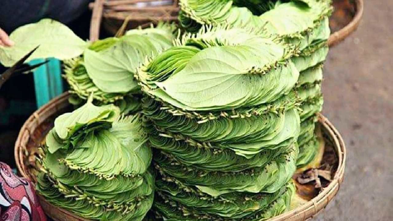 ಊಟದ ನಂತರ ವೀಳ್ಯದೆಲೆಯನ್ನು ಏಕೆ ಜಗಿಯಬೇಕು? ಪಾನ್ ತಿನ್ನುವುದರಿಂದ ಸಿಗುತ್ತೆ ಅನೇಕ ಪ್ರಯೋಜನಗಳು