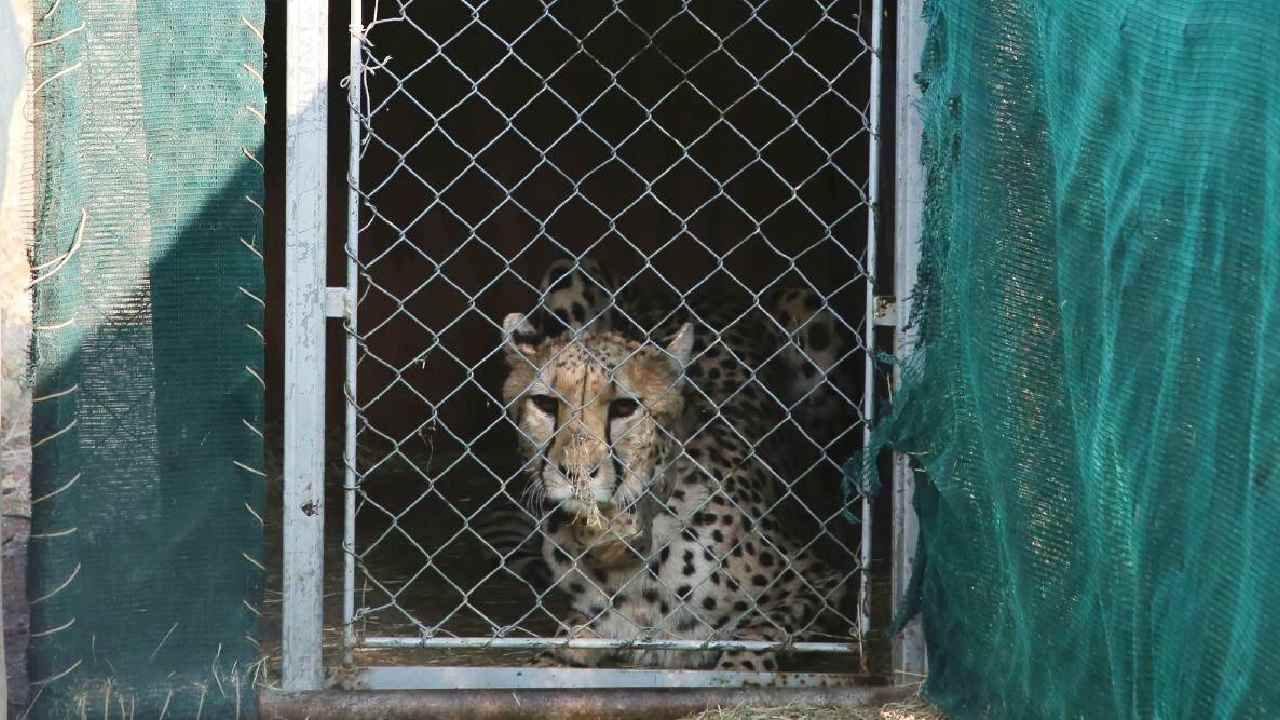Cheetahs Return to India: ಪ್ರಧಾನಿ ಮೋದಿಯಿಂದ ಕುನೋ ನ್ಯಾಷನಲ್ ಪಾರ್ಕ್ನಲ್ಲಿ 8 ಆಫ್ರಿಕನ್ ಚೀತಾಗಳ ಬಿಡುಗಡೆ; ಏನಿದರ ವಿಶೇಷತೆ? Cheetahs Return to India: ಪ್ರಧಾನಿ ಮೋದಿಯಿಂದ ಕುನೋ ನ್ಯಾಷನಲ್ ಪಾರ್ಕ್ನಲ್ಲಿ 8 ಆಫ್ರಿಕನ್ ಚೀತಾಗಳ ಬಿಡುಗಡೆ; ಏನಿದರ ವಿಶೇಷತೆ?