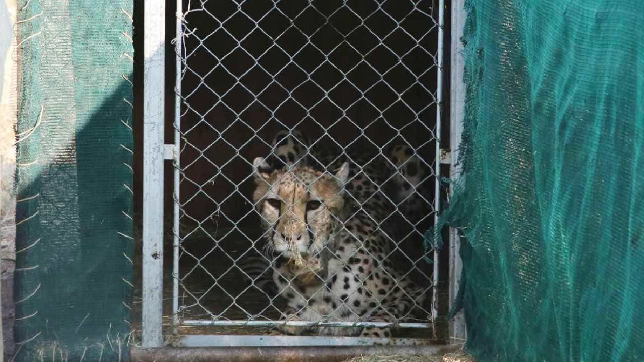 Cheetahs Return to India: ಪ್ರಧಾನಿ ಮೋದಿಯಿಂದ ಕುನೋ ನ್ಯಾಷನಲ್ ಪಾರ್ಕ್ನಲ್ಲಿ 8 ಆಫ್ರಿಕನ್ ಚೀತಾಗಳ ಬಿಡುಗಡೆ; ಏನಿದರ ವಿಶೇಷತೆ? Cheetahs Return to India: ಪ್ರಧಾನಿ ಮೋದಿಯಿಂದ ಕುನೋ ನ್ಯಾಷನಲ್ ಪಾರ್ಕ್ನಲ್ಲಿ 8 ಆಫ್ರಿಕನ್ ಚೀತಾಗಳ ಬಿಡುಗಡೆ; ಏನಿದರ ವಿಶೇಷತೆ?