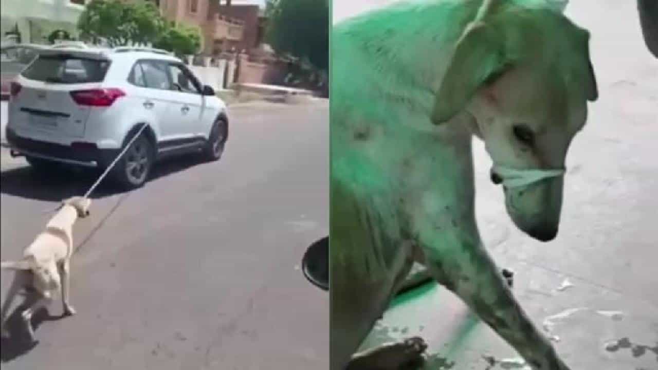 Viral Video: ನಾಯಿಯನ್ನು ಕಾರಿಗೆ ಕಟ್ಟಿ ರಸ್ತೆಯಲ್ಲಿ ಎಳೆದುಕೊಂಡು ಹೋದ ವೈದ್ಯನ ವಿಡಿಯೋ ವೈರಲ್ Viral Video: ನಾಯಿಯನ್ನು ಕಾರಿಗೆ ಕಟ್ಟಿ ರಸ್ತೆಯಲ್ಲಿ ಎಳೆದುಕೊಂಡು ಹೋದ ವೈದ್ಯನ ವಿಡಿಯೋ ವೈರಲ್