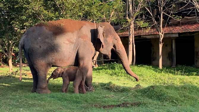 ಅರಮನೆಯಲ್ಲಿ ಗಂಡು ಮರಿಗೆ ಜನ್ಮ ಕೊಟ್ಟ ಲಕ್ಷ್ಮಿ ಆನೆ: ಸುರಕ್ಷತಾ ದೃಷ್ಟಿಯಿಂದ ತಾಯಿ-ಮಗುವಿಗೆ ಪ್ರತ್ಯೇಕ ವ್ಯವಸ್ಥೆ