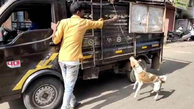ಬೀದಿ ನಾಯಿಗಳನ್ನು ಅಮಾನುಷವಾಗಿ ಎಳೆದೊಯ್ದು ಕಾಡಿಗೆ ಬಿಟ್ಟ ಸಿಬ್ಬಂದಿ: ಕಾಡು ಪ್ರಾಣಿಗಳಿಗೆ ಆಹಾರವಾಗುತ್ತಿವೆ ಎಂದು ಪ್ರಾಣಿ ಪ್ರಿಯರ ಆಕ್ರೋಶ ಬೀದಿ ನಾಯಿಗಳನ್ನು ಅಮಾನುಷವಾಗಿ ಎಳೆದೊಯ್ದು ಕಾಡಿಗೆ ಬಿಟ್ಟ ಸಿಬ್ಬಂದಿ: ಕಾಡು ಪ್ರಾಣಿಗಳಿಗೆ ಆಹಾರವಾಗುತ್ತಿವೆ ಎಂದು ಪ್ರಾಣಿ ಪ್ರಿಯರ ಆಕ್ರೋಶ