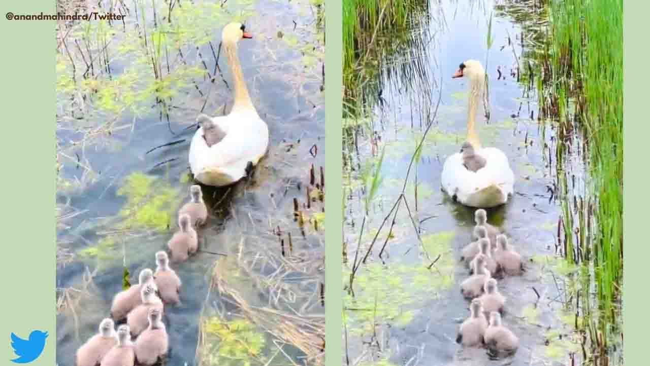 Viral Video : ರೈಟ್ ರೈಟ್! ಇದು ಟಿಕೆಟ್ರಹಿತ ಪ್ರಯಾಣ, ಬರ್ತೀರಾ?
