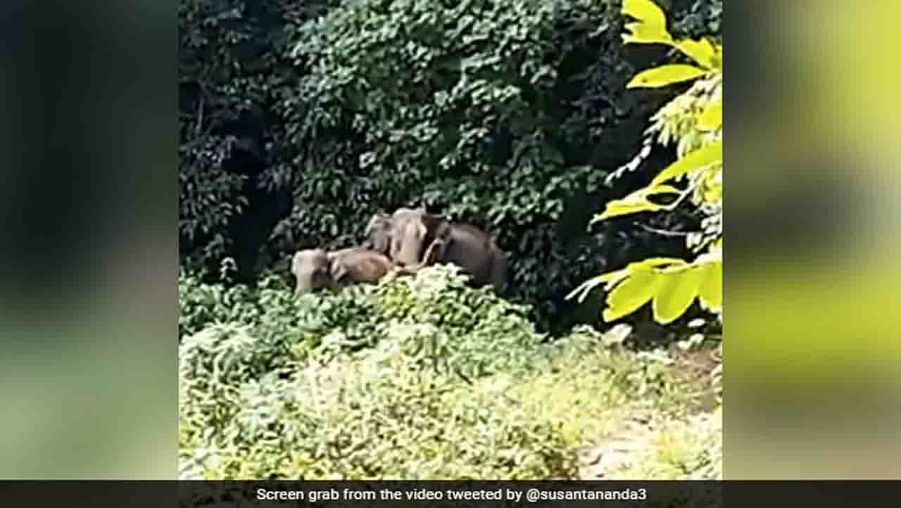 Viral Video : ತನ್ನ ಮರಿಯೊಂದಿಗೆ ಒಂದುಗೂಡಿಸಿದ್ದಕ್ಕಾಗಿ ತಮಿಳುನಾಡು ಅರಣ್ಯಾಧಿಕಾರಿಗಳಿಗೆ ಆಶೀರ್ವದಿಸಿದ ತಾಯಿಆನೆ Viral Video : ತನ್ನ ಮರಿಯೊಂದಿಗೆ ಒಂದುಗೂಡಿಸಿದ್ದಕ್ಕಾಗಿ ತಮಿಳುನಾಡು ಅರಣ್ಯಾಧಿಕಾರಿಗಳಿಗೆ ಆಶೀರ್ವದಿಸಿದ ತಾಯಿಆನೆ